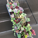 多肉植物 寄せ植え ブリキ缶③ 15×5×3cm モリモリ