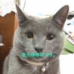 オーダー猫ちゃんのパスケース