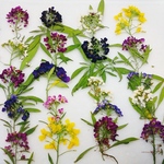 アリッサムの押し花素材