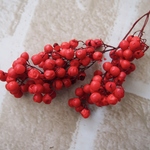 ペッパーベリーヤマトレッド　(大地農園）