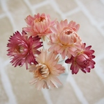 ヘリクリサム（ムギワラギク）ドライフラワーカラーミックス　ワイヤー付5本