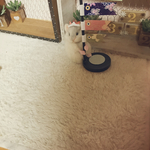 羊毛フェルトこいのぼり＆ハムスター