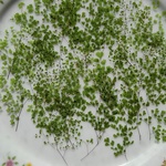 🌱再販押し花素材🌱マイクロアジアンタム