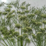 押し花素材🌱グリーンミスト