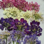押し花素材。🌼キャンディタフト