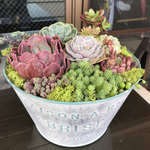 多肉植物  寄せ植え ♪ kennie さま専用 検討中2