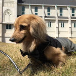 👑フォーマルなサロペット：犬服👑