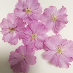 【限定】枝垂れ桜のドライフラワー