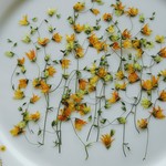 押し花素材。🌼メラスフェルラ
