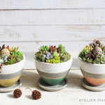 しましま陶器の多肉植物寄せ植え【しましまピンク】