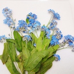忘れな草の押し花素材