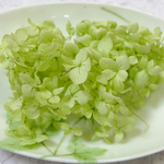 　アナベル紫陽花　あじさい　アジサイ　プリザーブド　クリアグリーン
