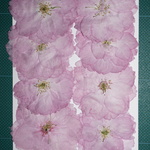 押し花商品【八重桜】