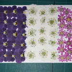 押し花商品【ビオラ・花簪】
