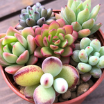 限定10個☺️多肉植物カット苗🌵寄せ植えセット🙌
