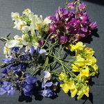 ４色ミックス：リナリアの花のドライフラワー　