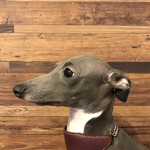 パープル×ブラック 🐕 レザーハーフチョーク首輪（イタグレやミニピンなど）