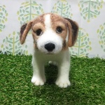 ビーグルの子犬
