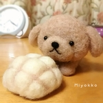 メロンパン×トイプードル