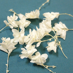 柏葉紫陽花　あじさい　カシワバアジサイ　プリザーブド　ホワイト