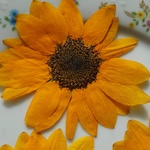 押し花素材。🌻ミニヒマワリ🌻