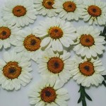 🌼再販押し花素材。マーガレット🌼