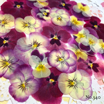 ♡new♡作家様必見♡ ♡赤花処理済み♡ ♡人気のビオラ♡押し花セット