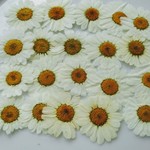 ReeStyle様専用🌼ご注文品です。押し花素材。マーガレット
