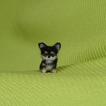 チワワ ブラックタン パピー 羊毛フェルト