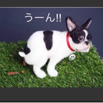 羊毛フェルト ハンドメイド いきむフレンチブルドック