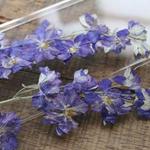 押し花【千鳥草（茎付）10個入】パープル 