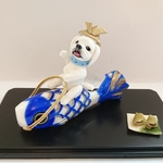 5月人形　鯉のぼりと白ペキニーズ