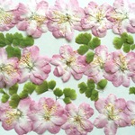押し花素材 2  ハナカイドウ❤