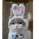 🐰白いうさぎ🐰
