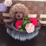値下げ あみぐるみ☆カーネーションとトイプーちゃん