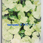 toriyumi 様 専用ページ