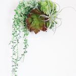 グリーンネックレスがゆれる♪多肉植物の壁掛け 