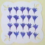 ーヤグルマソウの花びらの押し花・青20枚ー