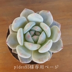 pides93様専用ページ[多肉苗5ポットセット]