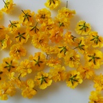 かすみ草ドライフラワー(菜の花)