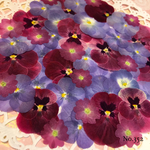 ♡new♡ 送料無料！♡人気のビオラとバーベナの押し花セット♡