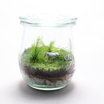 苔テラリウム 牧場 芦毛の馬のいる風景 WECK①