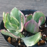 【送料込】花月錦★斑入り★クラッスラ★多肉★多肉植物★寄せ植え★