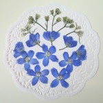 デルフィニウムの押し花