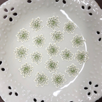 レースフラワー小(押し花)