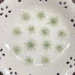 レースフラワー(押し花)