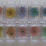 Gentle Color　レースフラワー　３輪×10色　OR  5輪×10色。。。押花素材