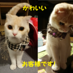 aruto-haha様オーダー専用です。cocoちゃんバンダ襟付きバンダナチョーカー2点セット