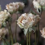 フェアリーキッスホワイト（3本組：11輪）スプレーバラの Dry Flower