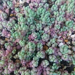 【送料込】パープルヘイズ★25カット★セダム★多肉★多肉植物★